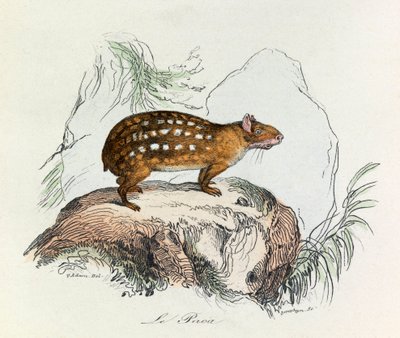 Ilustracja z książki "Complete Works of Buffon": Les Quadrupedes: Le paca (rycina) autorstwa Unknown artist