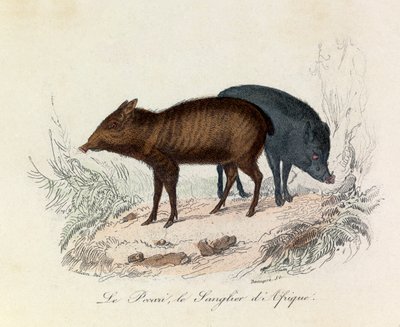 Ilustracja z książki "Complete Works of Buffon": Les Quadrupedes: Le pecari et le boar d