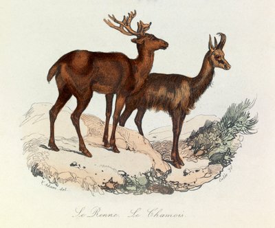 Ilustracja z książki "Complete Works of Buffon": Les Quadrupedes: Le reinne et la chamois (rycina) autorstwa Unknown artist