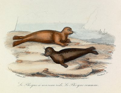 Ilustracja z książki "Complete Works of Buffon": Les Quadrupedes: Le seal a snout ride et le seal (rycina) autorstwa Unknown artist