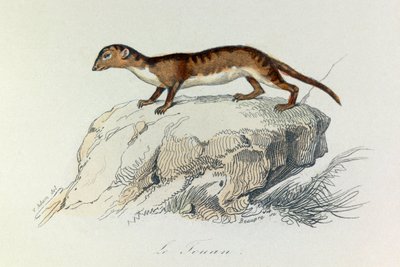 Ilustracja z książki "Complete Works of Buffon": Les Quadrupedes: Le touan (rycina) autorstwa Unknown artist