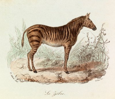 Ilustracja z książki "Complete Works of Buffon": Les Quadrupedes: Le zebre (rycina) autorstwa Unknown artist