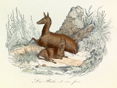 Ilustracja z książki "Complete Works of Buffon": Les animaux: La doe et son fawn (rycina) autorstwa Unknown artist