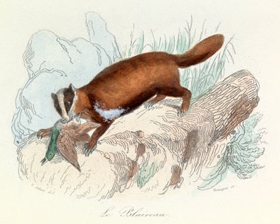 Ilustracja z książki "Complete Works of Buffon": Les animaux: Borsuk (rycina) autorstwa Unknown artist