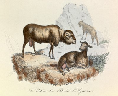 Ilustracja z książki "Complete Works of Buffon": Les animaux: Le belier, la ewe et l