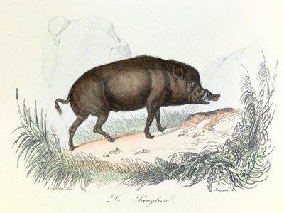 Ilustracja z książki "Complete Works of Buffon": Les animaux: Le boar (rycina) autorstwa Unknown artist