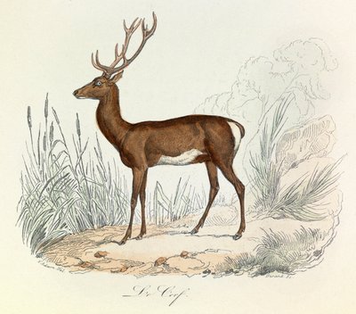 Ilustracja z książki "Complete Works of Buffon": Les animaux: Le cerf (rycina) autorstwa Unknown artist