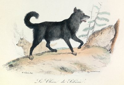 Ilustracja z książki "Complete Works of Buffon": Les animaux: Le chien de Siberie (rycina) autorstwa Unknown artist