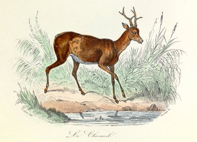 Ilustracja z książki "Complete Works of Buffon": Les animaux: Jeleń (rycina) autorstwa Unknown artist