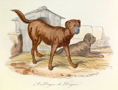 Ilustracja z książki "Complete Works of Buffon": Les animaux: Le dogue et le doguin (rycina) autorstwa Unknown artist