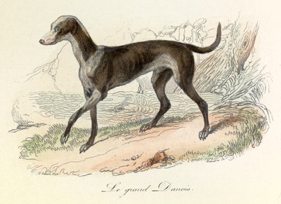 Ilustracja z książki "Complete Works of Buffon": Les animaux: Le grand danish (rycina) autorstwa Unknown artist