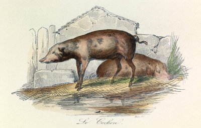 Ilustracja z książki "Complete Works of Buffon": Les animaux: Le pichon (rycina) autorstwa Unknown artist