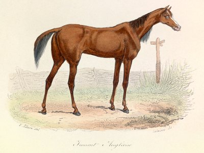 Ilustracja z książki "Complete Works of Buffon": Les animaux: Mare Anglaise (rycina) autorstwa Unknown artist
