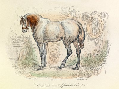 Ilustracja konia Franc Comtois, sklasyfikowanego przez Linneene