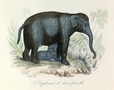 Ilustracja samicy słonia azjatyckiego z książki Buffona, sklasyfikowana przez Linneusza i Cuviera (rycina) autorstwa Unknown artist