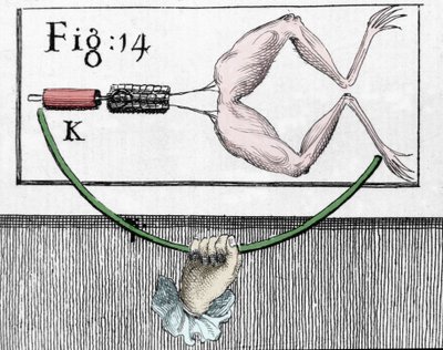 Ilustracja eksperymentów Luigiego Galvani, włoskiego fizyka i lekarza (1737 - 1798) wyjaśniających przepływ prądu elektrycznego poruszającego nogami żaby. autorstwa Unknown artist