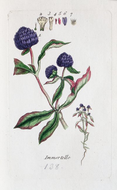Immortelle (Amarantine, Gomphrena globose) autorstwa Unknown artist