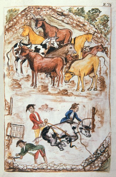 Indyjscy strażnicy krów, z książki „Trujillo of Peru” lub „Codex Martinez Companion”, autorstwa Balthazara Martineza Companion i Bujandy, biskupa Trujillo (1782-1785) autorstwa Unknown artist