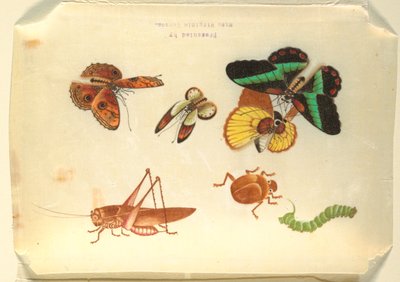 Owady autorstwa Unknown artist