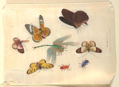 Owady autorstwa Unknown artist