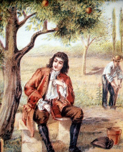 Isaac Newton (1642-1727), angielski matematyk, fizyk i astronom, odnajduje teorię grawitacji, obserwując upadek jabłoni, ilustrację XIX wieku. autorstwa Unknown artist