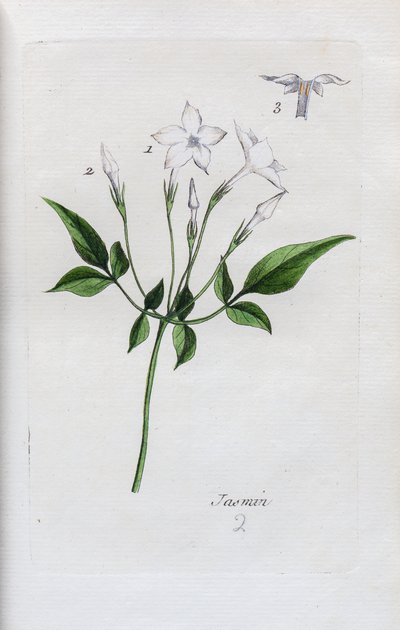 Jasmine autorstwa Unknown artist