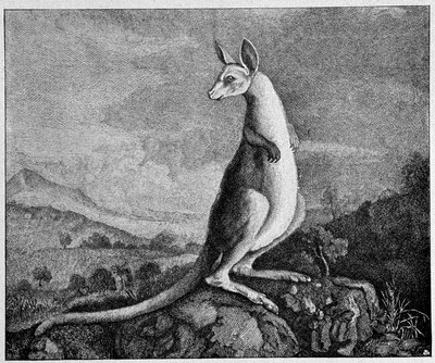 Kangur z rysunku kapitana Cooka, który odkrył go w Australii - z miedziorytu z 1774 r. autorstwa Unknown artist