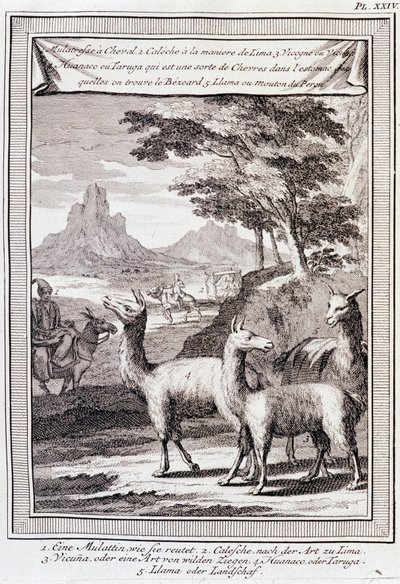Lamowie Peru - w „Podróży historycznej Ameryki Południowej dokonanej przez Zakon króla Hiszpanii przez Don George Juana i Don Antoine de Ulloa””, T.1, w C.A. Jombert, Librairie du Roi, Paryż autorstwa Unknown artist