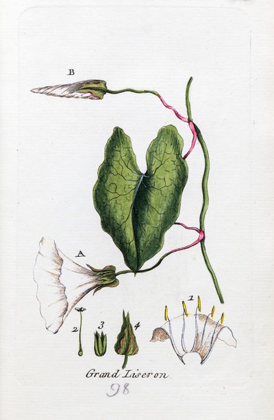Powój wielki autorstwa Unknown artist