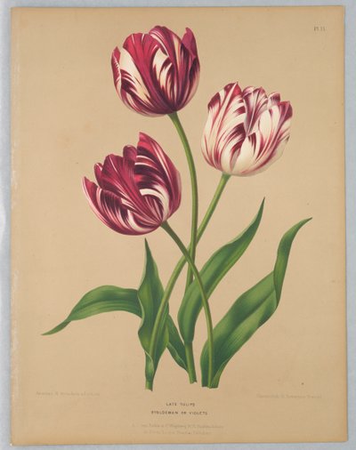 Późne Tulipany / Bybloemen lub Fiołki autorstwa Unknown artist