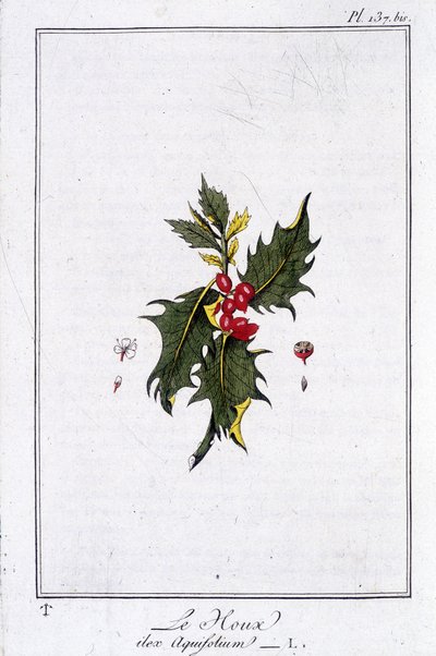Ostrokrzew (Ilex Aquifolium) - w „Ćwiczeniach z botaniki na użytek handlowców”, napisanym przez J.C. Philiberta, Imprimerie de Crapelet, Paryż autorstwa Unknown artist