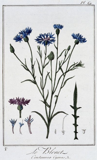 Chaber bławatek (Centaurea Cyanus) - w „Ćwiczeniach z botaniki na użytek handlowców”, napisanym przez J.C. Philiberta, Imprimerie de Crapelet, Paryż autorstwa Unknown artist
