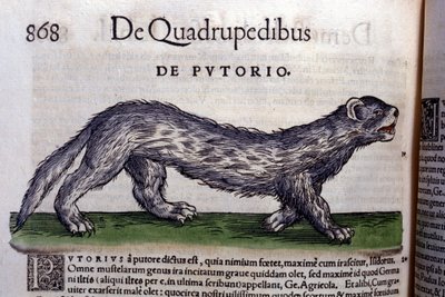 Le fertois - w Historia Animalium Conrada Gesnera (1516 - 1565), Tiguri autorstwa Unknown artist