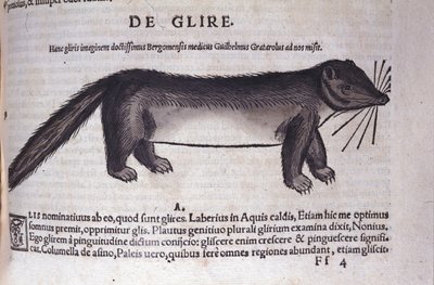 Le loir w Historia Animalium Conrada Gesnera (1516-1565), Tiguri autorstwa Unknown artist