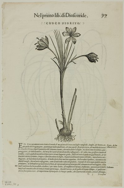 Liść z Discorsi autorstwa Petrusa Andreasa Matthiolus, płyta 99 z Drzeworytów z Księgi XVI w. autorstwa Unknown artist