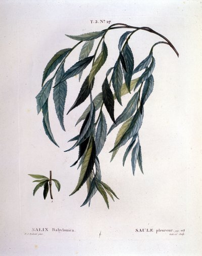 Liść wierzby płaczącej (Salix babylonica). autorstwa Unknown artist
