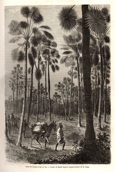 Karawana porucznika Maga zmierza w kierunku Nigru i przecina las olbrzymich palm w prowincji Damfa w Mali. Grawer ilustrujący wyprawę do Sudanu Zachodniego porucznika (marynarki) M.Mage, w latach 1863-1866, opublikowany w „Le tour du monde, nouve autorstwa Unknown artist