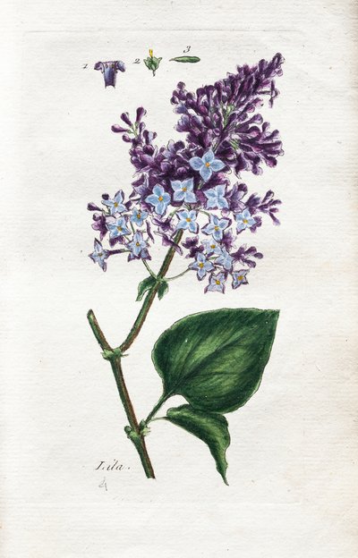 Liliowy autorstwa Unknown artist