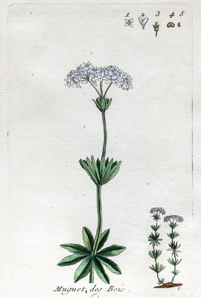 Lily of the Valley lub Sweet Woodruff autorstwa Unknown artist