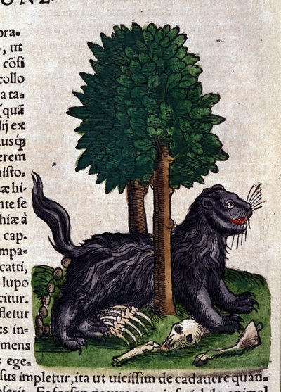 Lew. w Historia Animalium Conrada Gesnera (1516 - 1565), Tiguri autorstwa Unknown artist