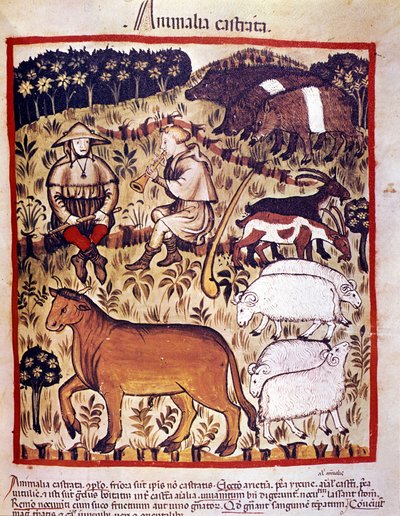Zwierzęta gospodarskie, owce, kozy i świnie. Oświetlenie z doju medycyny i dietetyki „”Tacuinum sanitatis”” autorstwa Unknown artist