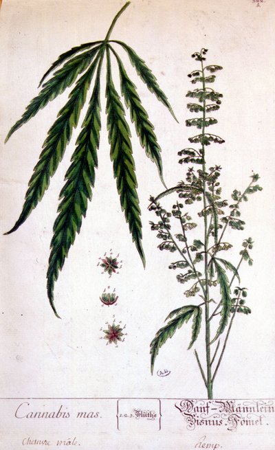 Męska roślina konopi. Grawerowanie z XIX wieku. autorstwa Unknown artist