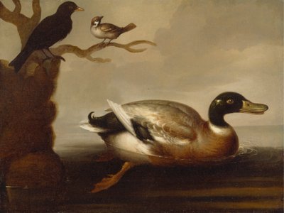 Kaczka krzyżówka i inne ptaki autorstwa Unknown artist