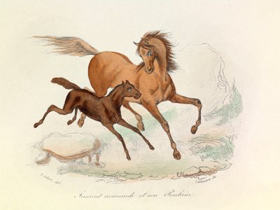 Klacz Normande i źrebię sklasyfikowane i nazwane zgodnie z nomenklaturą Linneusza i Cuviera (rycina) autorstwa Unknown artist