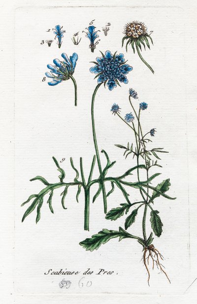 Świerzbnica łąkowa autorstwa Unknown artist