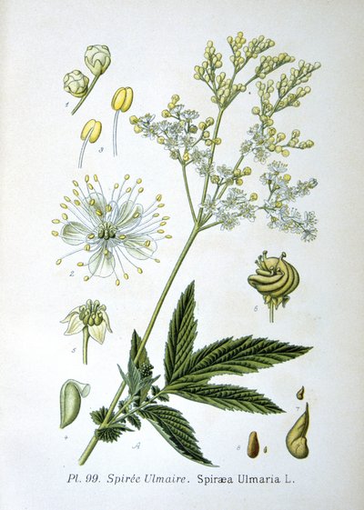 Meadowsweet autorstwa Unknown artist