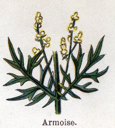 Rośliny lecznicze i spożywcze: bylicy. Grawer w „La medicine naturelle” Friedricha Eduarda Bilza (1842-1922) autorstwa Unknown artist