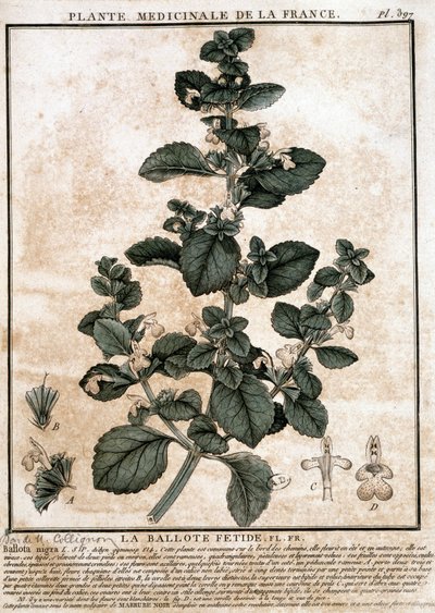 Roślina lecznicza z Francji: cuchnąca belotte. autorstwa Unknown artist