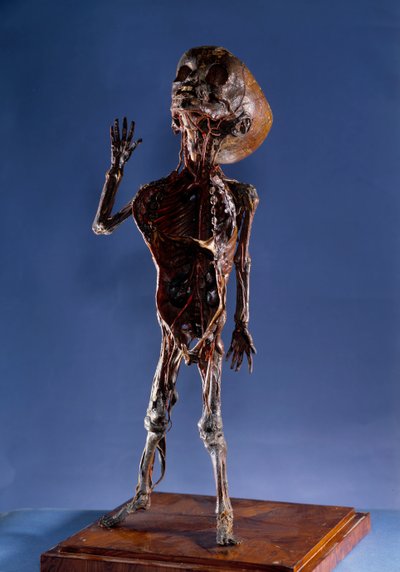 Medycyna: figurka ze skórki. XVIII-wieczna kolekcja prywatna autorstwa Unknown artist
