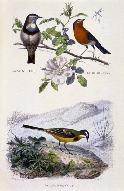 Tablica historii naturalnej: Ptaki: podróżniczek (Gorge Bleue), rudzik (Wąwóz Rouge) i pliszka - w „Pracach Buffona, T.5, wyd. Pali Jouvet & Cie autorstwa Unknown artist
